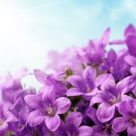 Фреска Бутоны фиолетовых полевых цветов