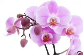 Фотообои Орхидея на белом фоне