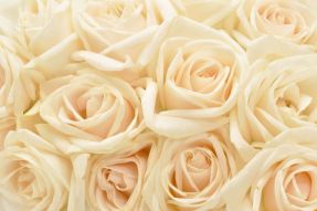 Фотообои Бежевые розы