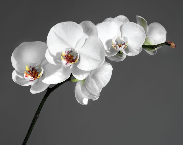 Картина на холсте Ветка орхидеи на сером фоне, арт hd0462701