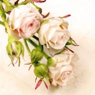 Фотообои Колючие розы на ветке
