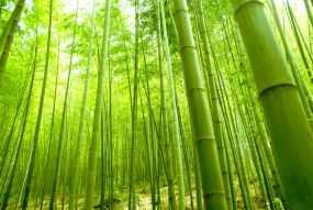 Фотообои Зеленый бамбуковый лес