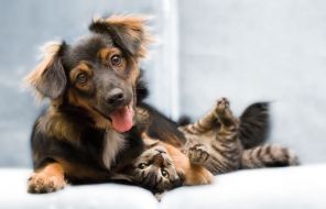 Фотообои Веселый пес и кот