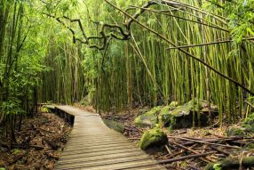 Фреска тропинка в бамбуковом лесу