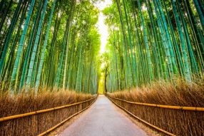 Фотообои тропинка в бамбуковом лесу