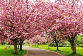 Фреска дорожка среди цветущей сакуры