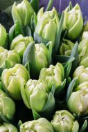 Фреска зеленые тюльпаны