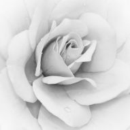 Фреска белые розы
