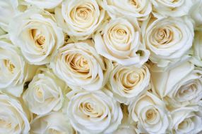 Фреска белые розы