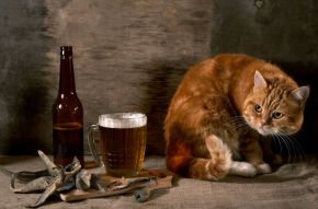 Фреска Кот и пиво