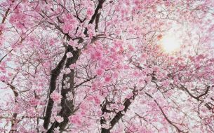 Фотообои Цветущее дерево