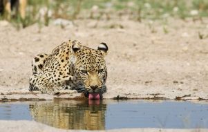 Фотообои Леопард на водопое
