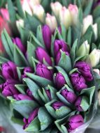 Фреска Фиолетовые тюльпаны