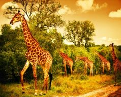 Фотообои Жирафы