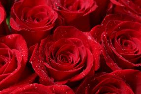 Фреска Красные розы