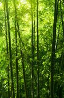 Фреска Бамбуковый лес