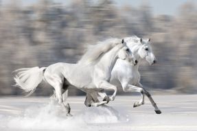 Фотообои Скачущие кони
