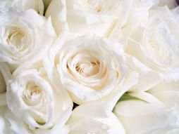 Фреска Белые розы
