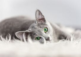 Фотообои Зеленоглазая кошка