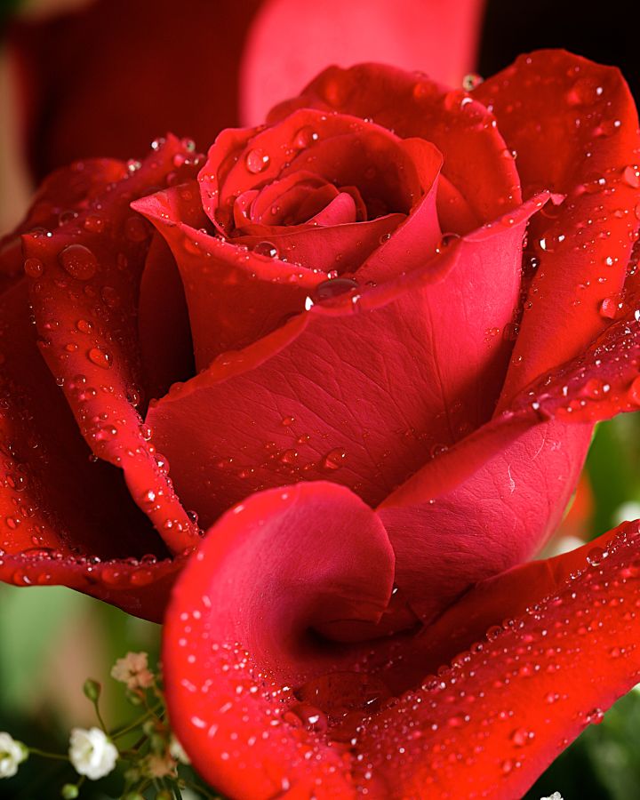 Фреска Красная роза с каплями росы