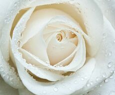 Фреска Белая роза с каплями росы