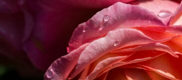 Фреска Лепестки розы с каплями росы