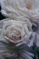 Фреска Капли росы на белой розе