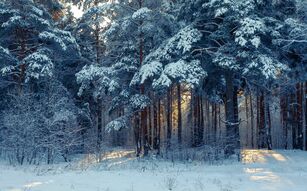 Фреска Зимний лес