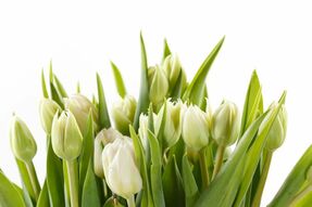 Фотообои Букет из белых тюльпанов