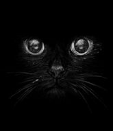 Фреска Черный кот и глаза