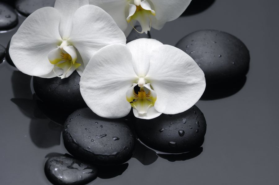 Картина на холсте Белоснежные лепестки орхидеи, арт hd1564701