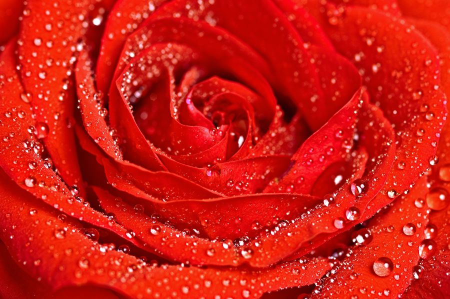 Картина на холсте красная роза, арт hd0643701