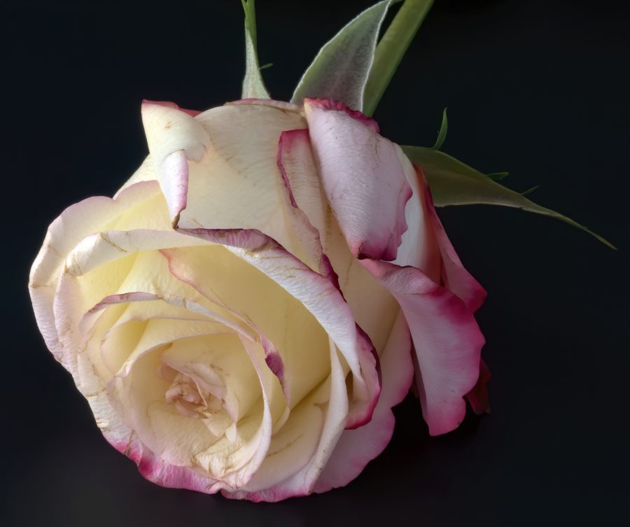 Картина на холсте Нежный бутон розы, арт hd2256701