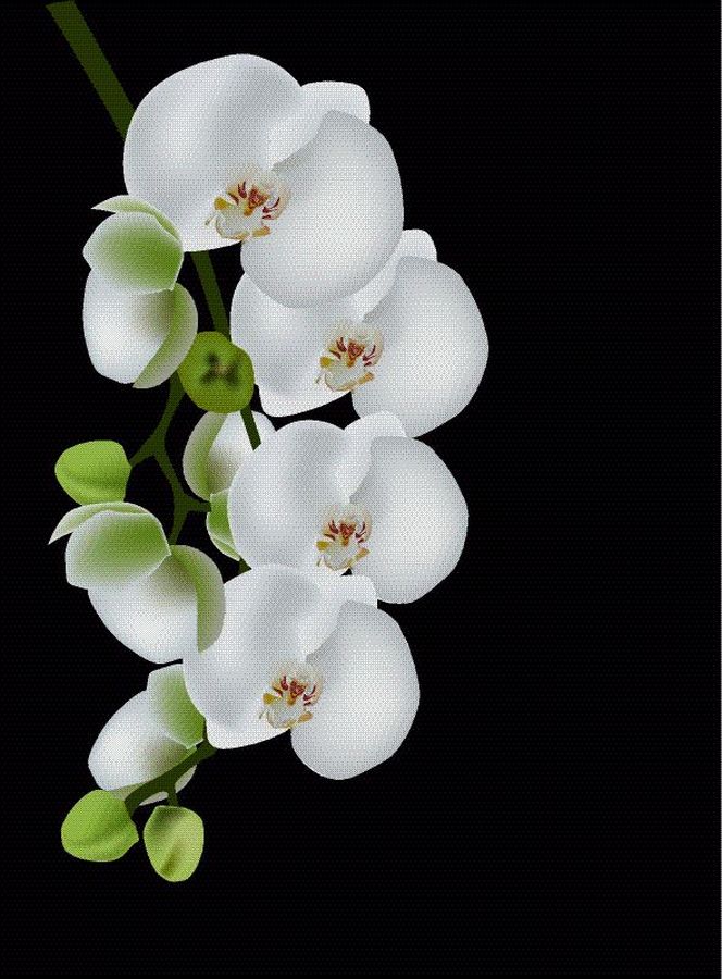 Фреска Беззащитная ветка белой орхидеи