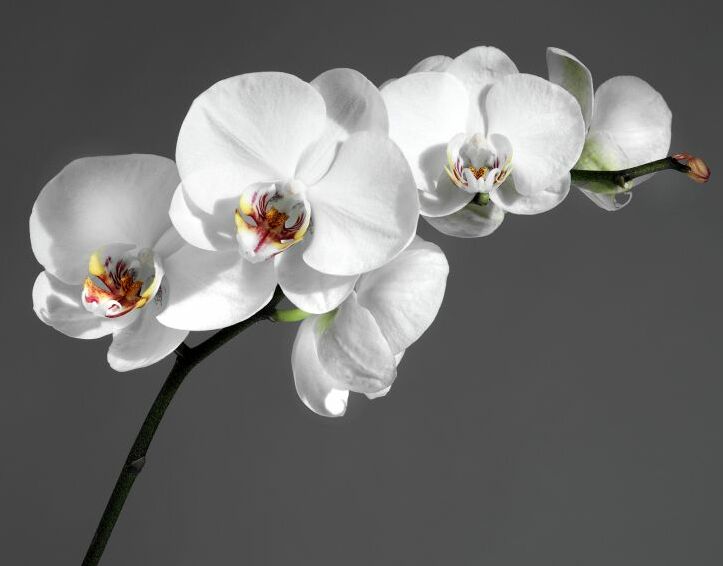 Картина на холсте Ветка орхидеи на сером фоне, арт hd0462701