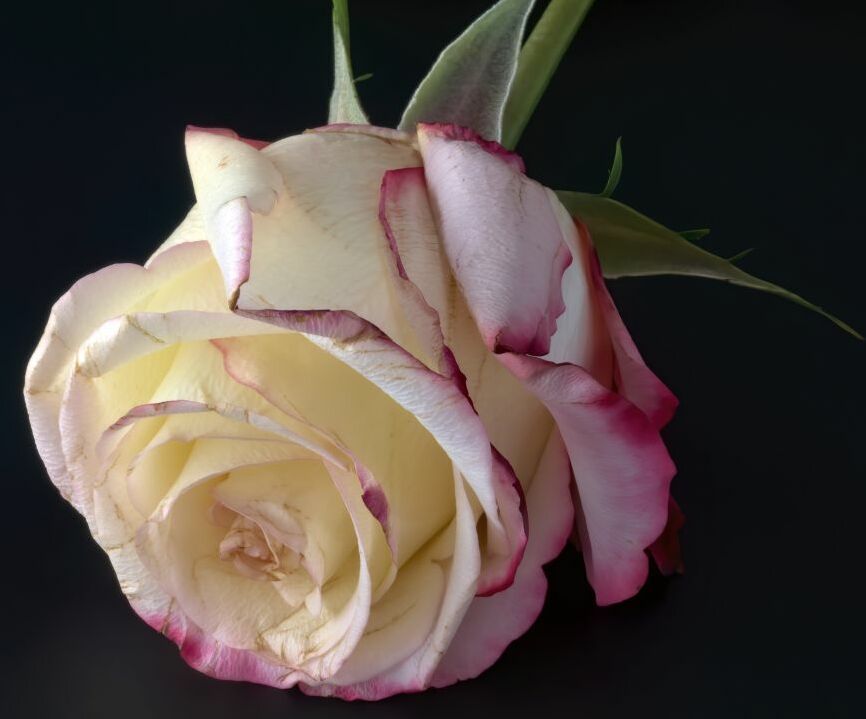 Картина на холсте Нежный бутон розы, арт hd2256701