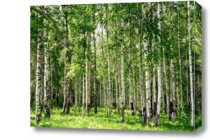 Картина березовый лес