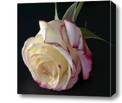 Картина Нежный бутон розы